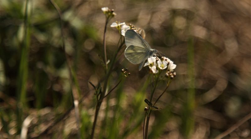 Grasslands and their impact on climate crisis